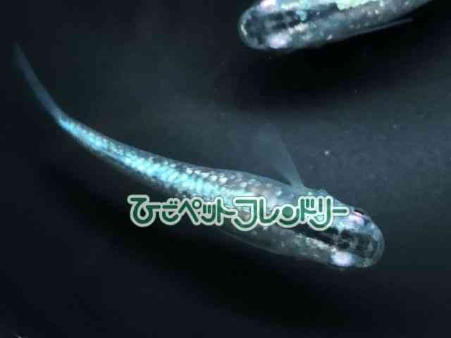 ̑iǃ_Jj