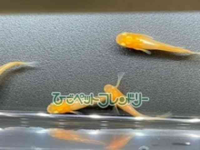 ̑iǃ_Jj