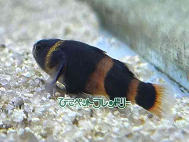 ̑i^i}Yj