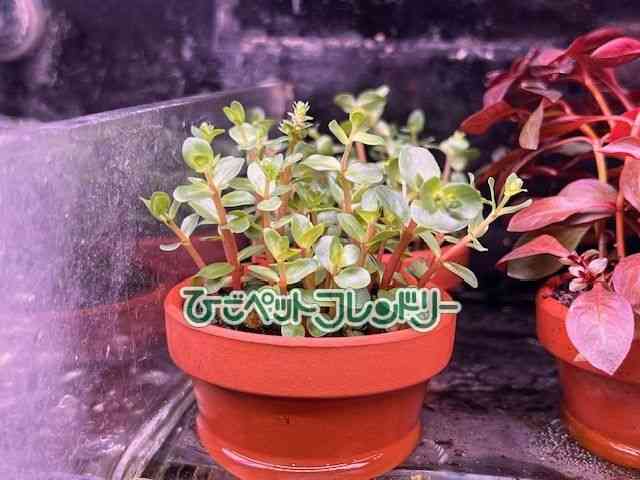 񂹐A
