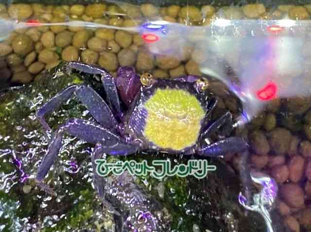 ̑iMьnbkށj
