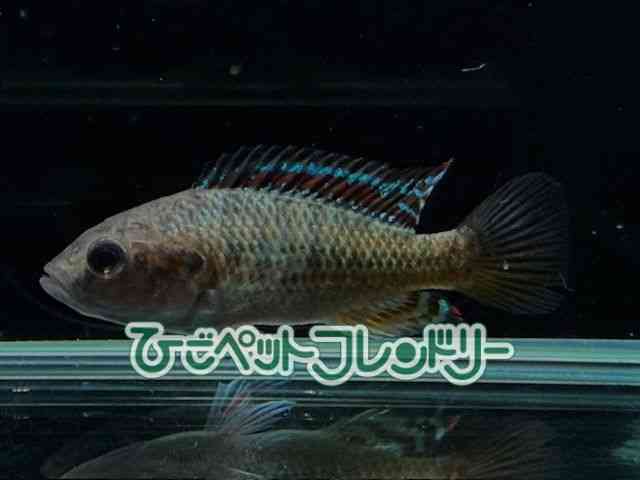 ̑iE^j