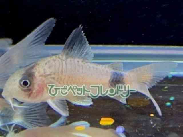 veB