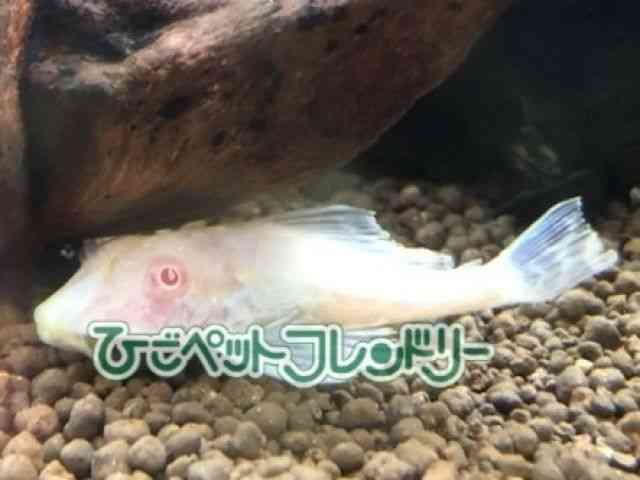 ̑iE^j