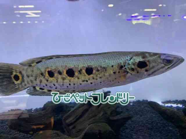 t[g[}