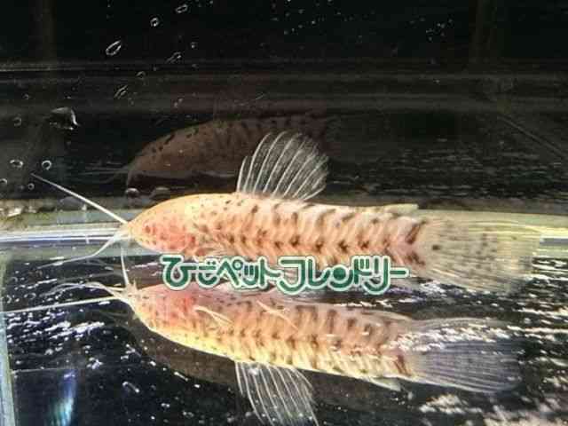 ̑i^i}Yj