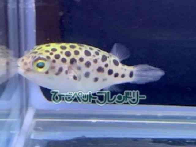 ̑itOj