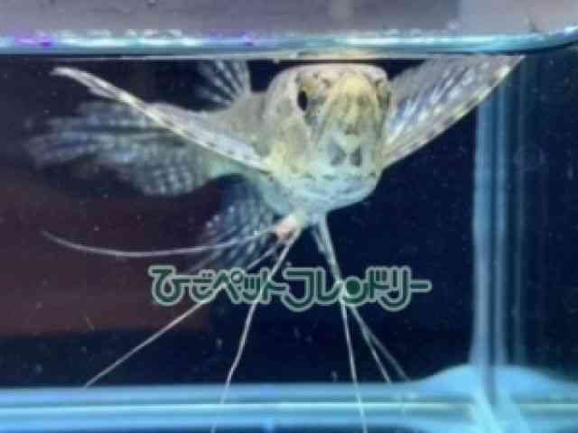 ̑iAij