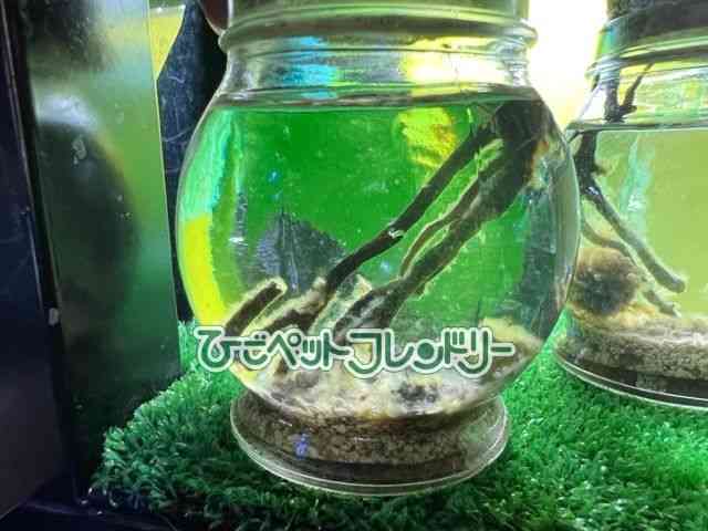 ̑iMьnbkށj