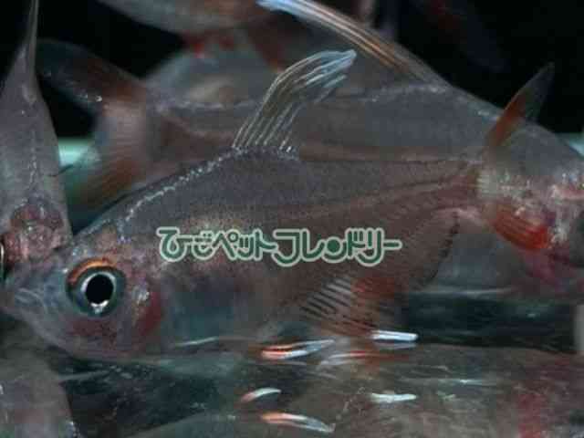 [W[eg