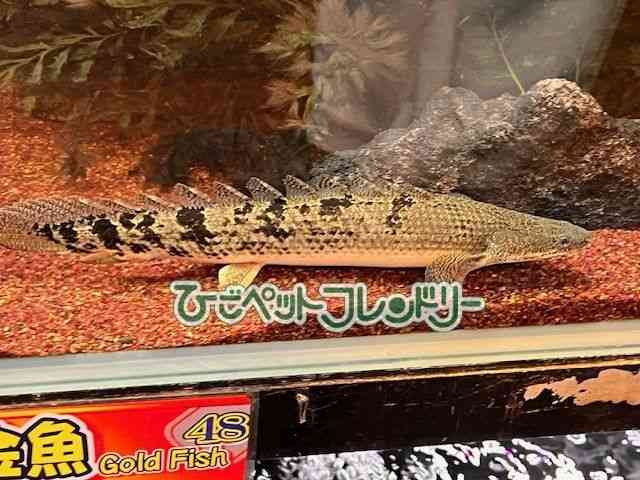 fwWB