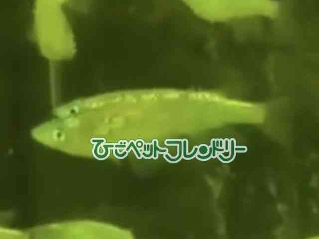 ̑iǃ_Jj