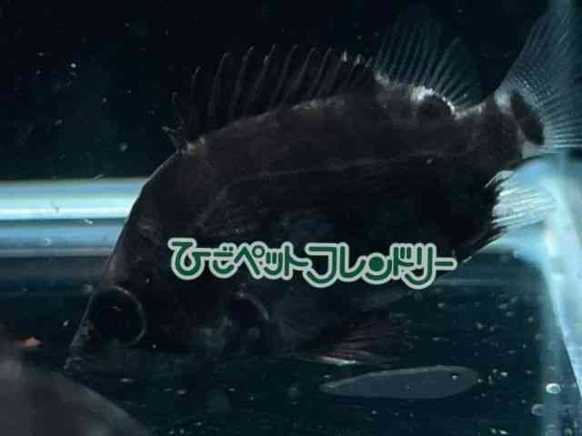 _gjIEvX