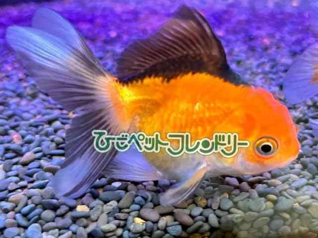 I_q