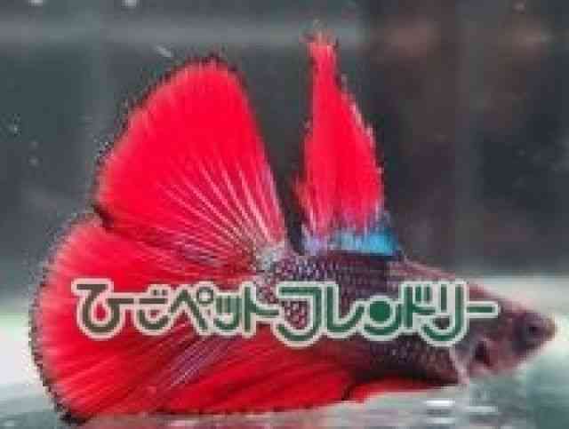 V[x^