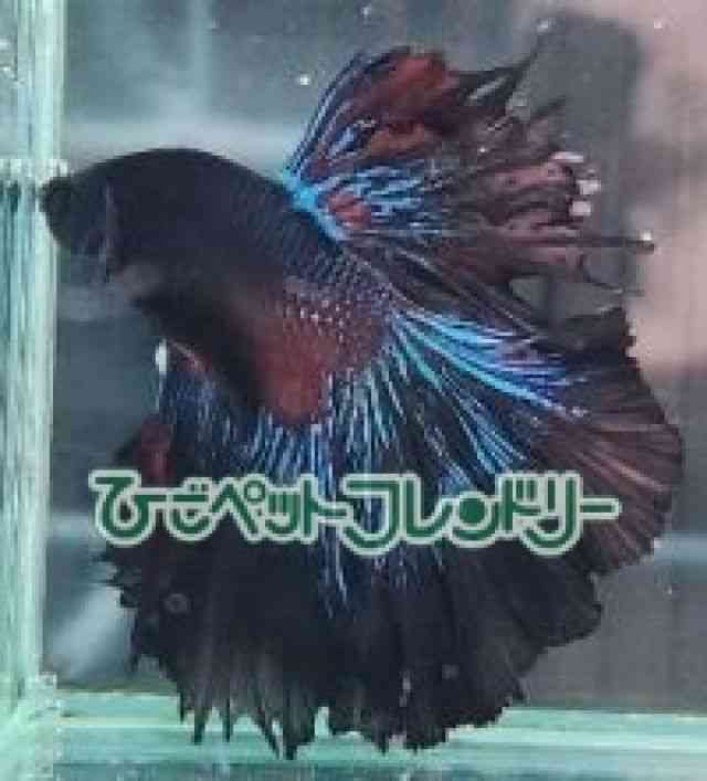V[x^