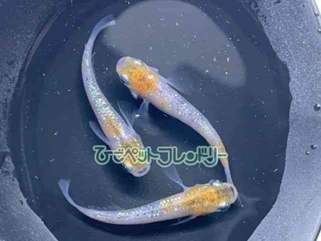 ̑iǃ_Jj