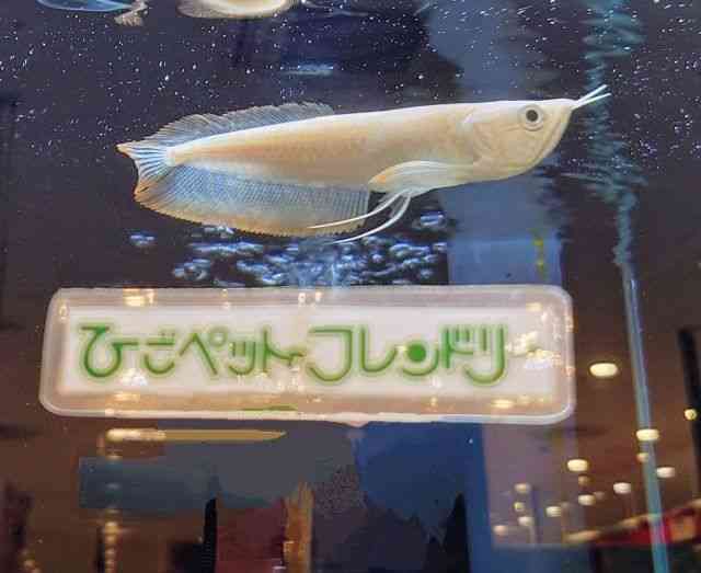 Vo[Ai
