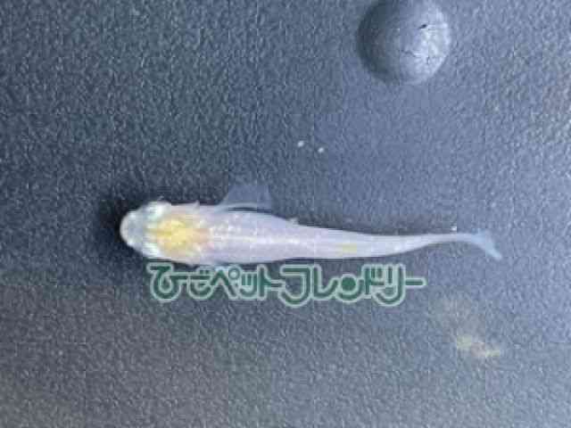 ̑iǃ_Jj