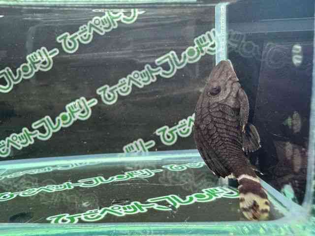 ̑iE^j