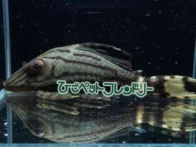 piNG