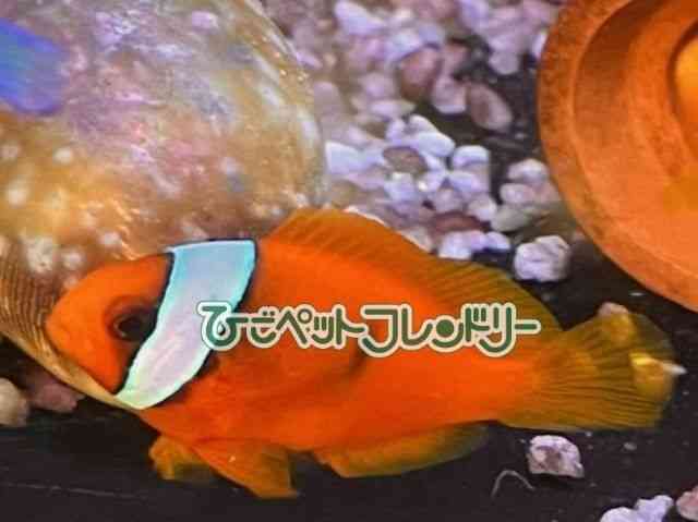N}m~