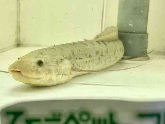 ̑inCMj