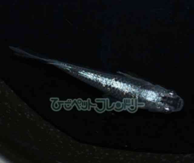 ̑iǃ_Jj