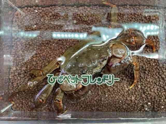 ̑iMьnbkށj