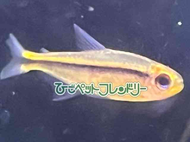 ̑i^E^j