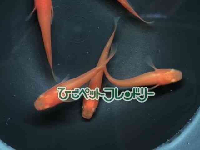 ̑iǃ_Jj