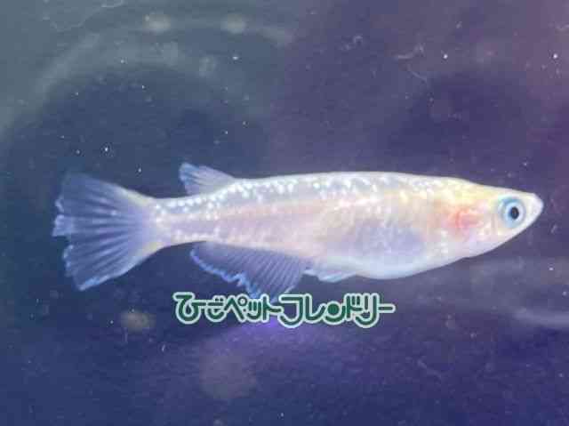 ̑iǃ_Jj