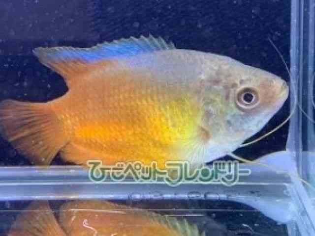 h[tO~[