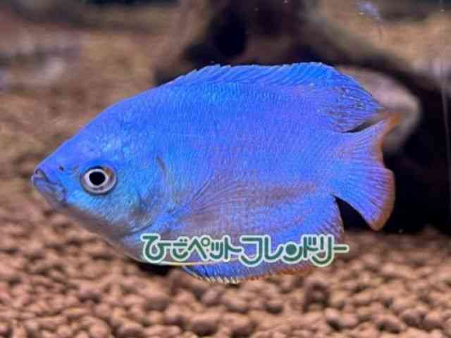 h[tO~[