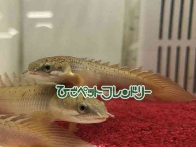 ZlKX