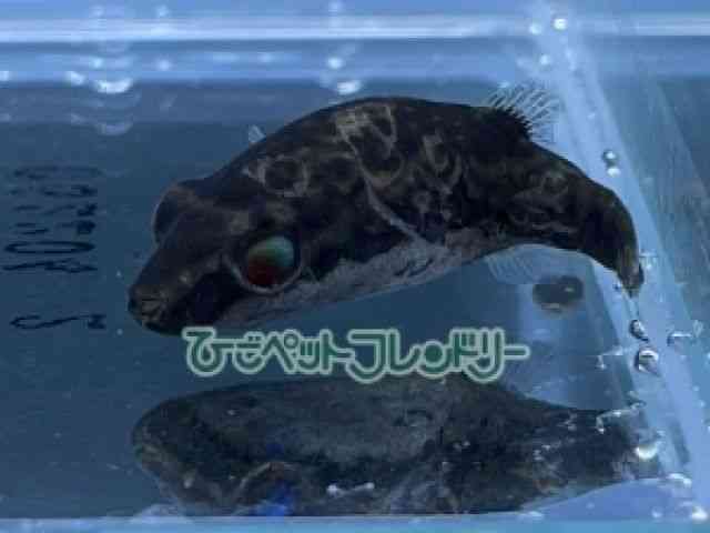 ̑iDtOj