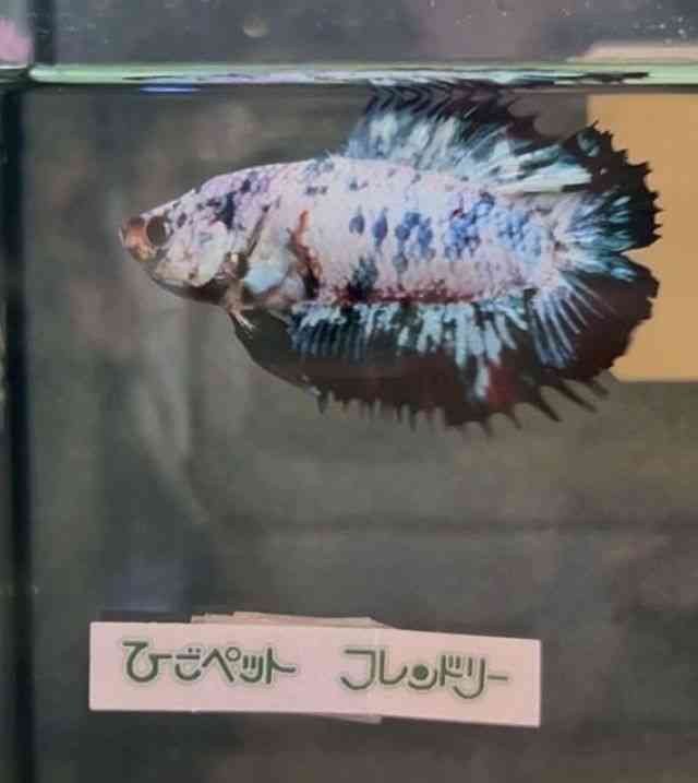 V[x^