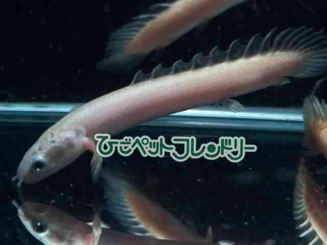 ZlKX
