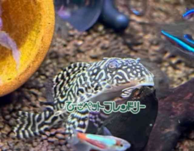 ̑i^j