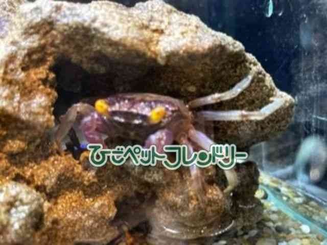 ̑iMьnbkށj