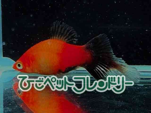 veB