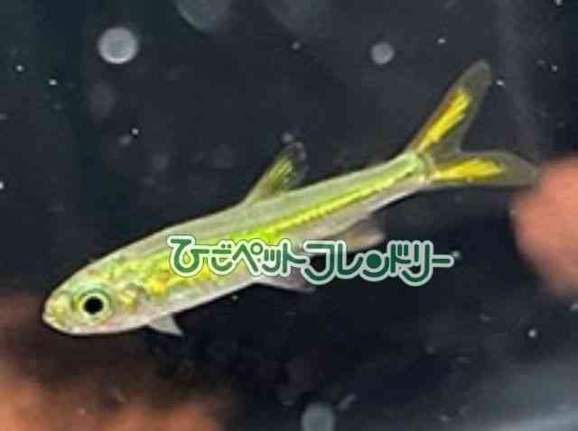 ̑i^E^j