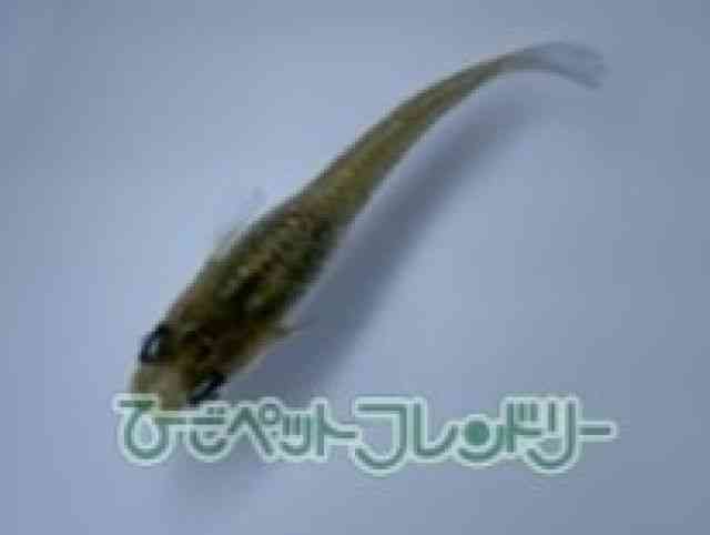 ̑iǃ_Jj