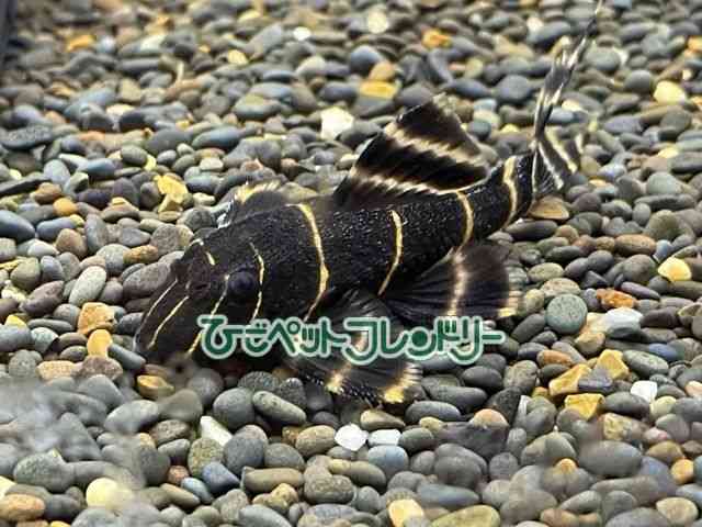 yReBA