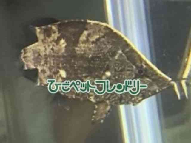 ̑i_gjIj
