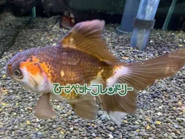 I_q