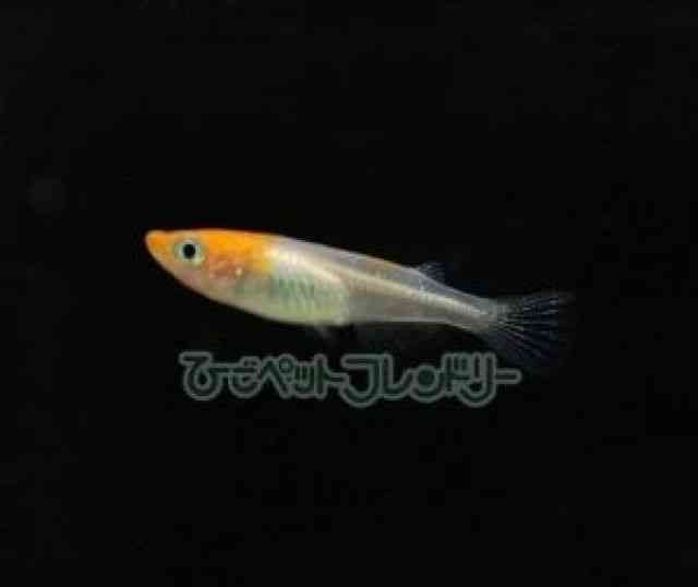 ̑iǃ_Jj