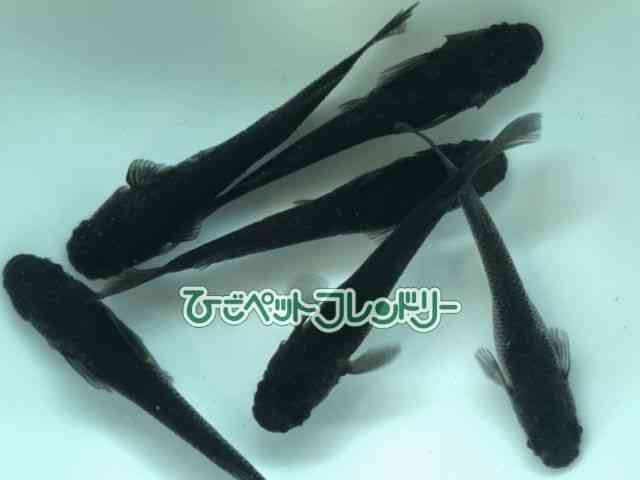 ̑iǃ_Jj