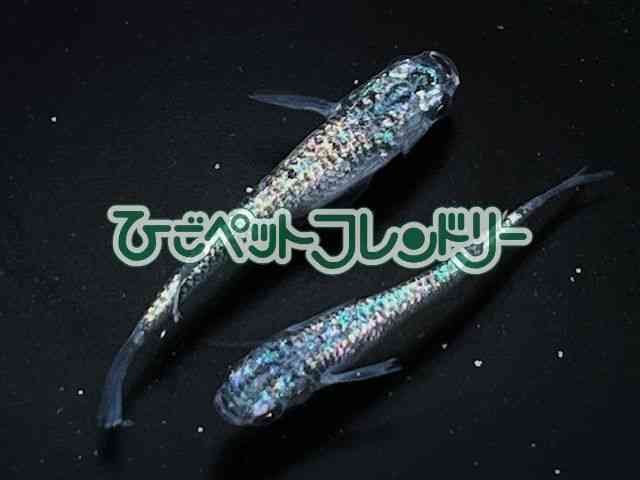 ̑iǃ_Jj