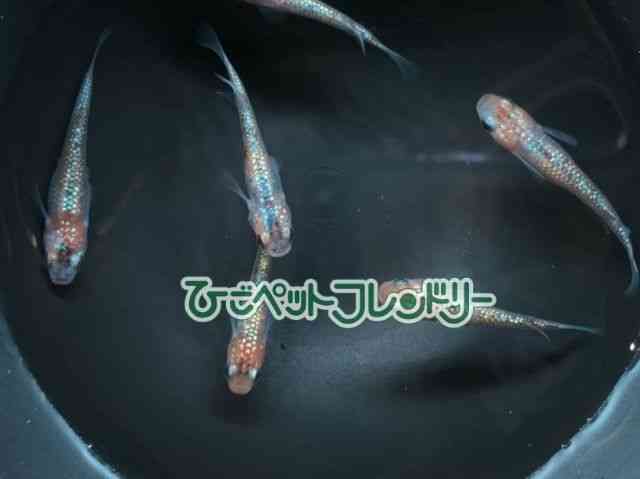 ̑iǃ_Jj